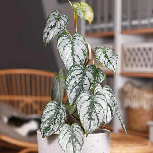 Philodendron brandtianum - PictureThis