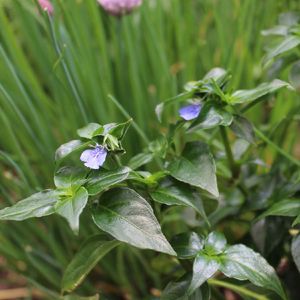 How to Grow and Care for Rungia