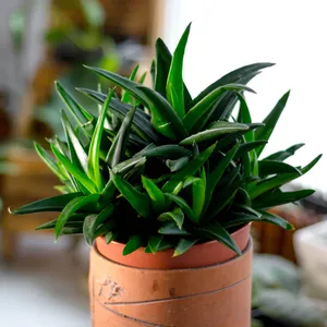 How to Grow and Care for Aloworthia 'Black Gem'
