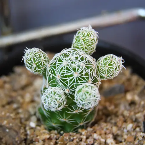 Thimble cactus