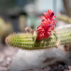 kentia palme schatten Kombi-Angebot | Kentia Palme inkl. Elho Greenville | 180cm