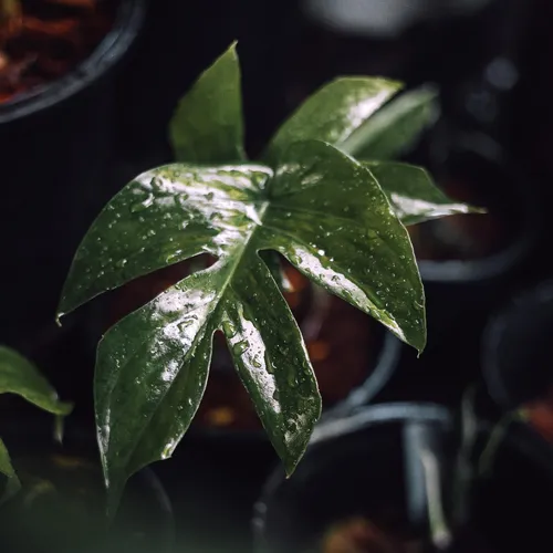 Spiderman monstera (Amydrium medium) - PictureThis