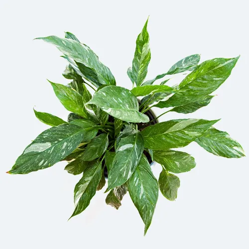 philodendron cebu blue Epipremnum 'Ghost' (Variegated 'Cebu Blue') – Zero's Plants main image 1