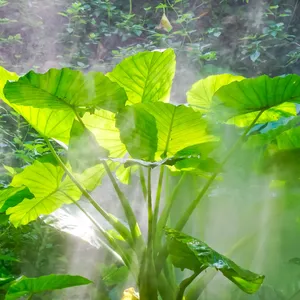 Alocasia macrorrhiza - PictureThis