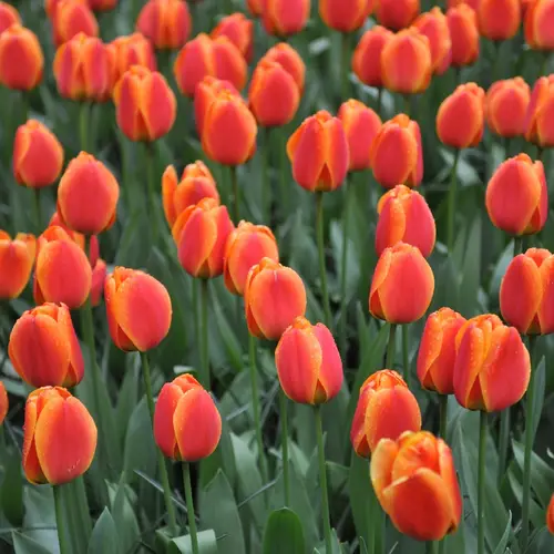 Tulips 'Apeldoorn's Elite'
