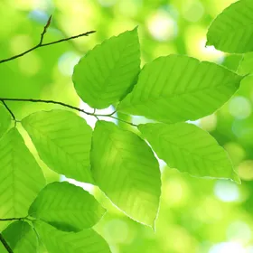 How to identify Japanese beech (Fagus crenata)