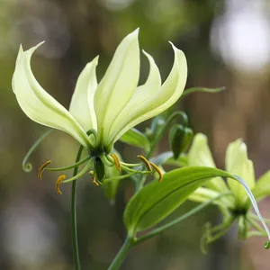 Gloriosa - Gloriosa (Taxonomie, Merkmale, Verbreitung, Bilder)