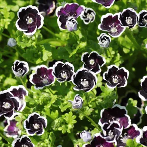ネモフィラ 'ペニーブラック' (Nemophila menziesii 'Penny Black