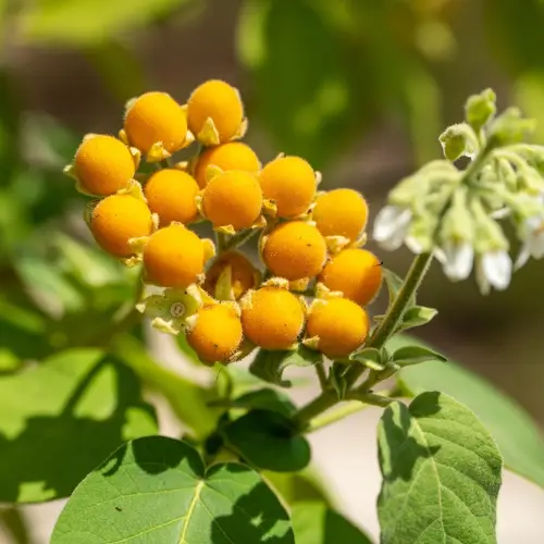 Solanum abutiloides