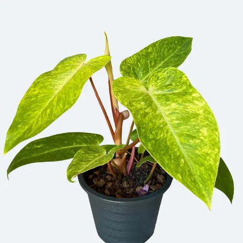 Philodendron belle dame