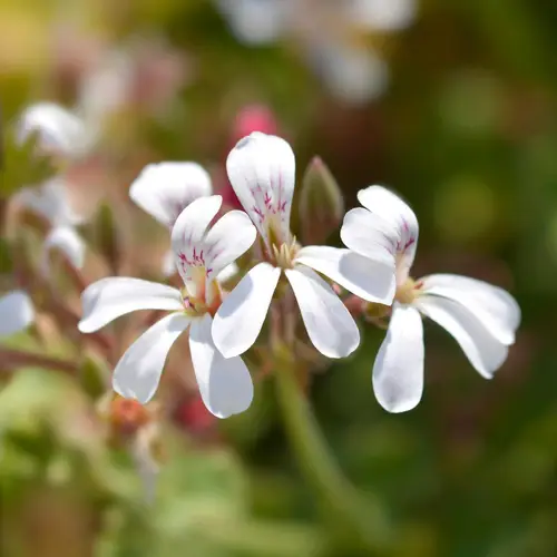 Nutmeg-scented geranium