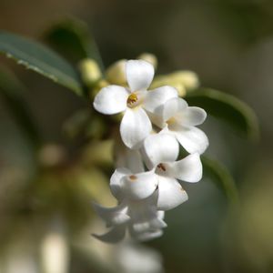 How to Grow and Care for Delavay Teaolive