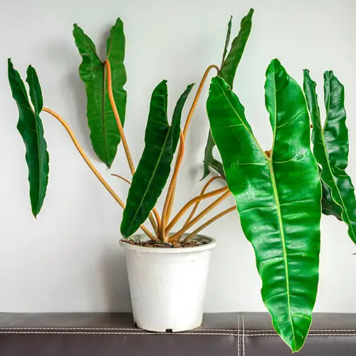 Green philodendron