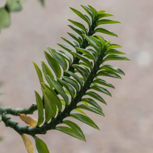 Euphorbia tithymaloides 'Nana'