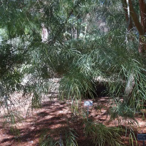 Acacia de hojas estrechas