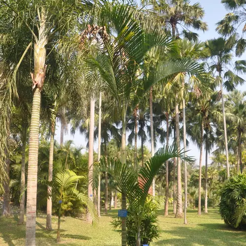 Cabada palm