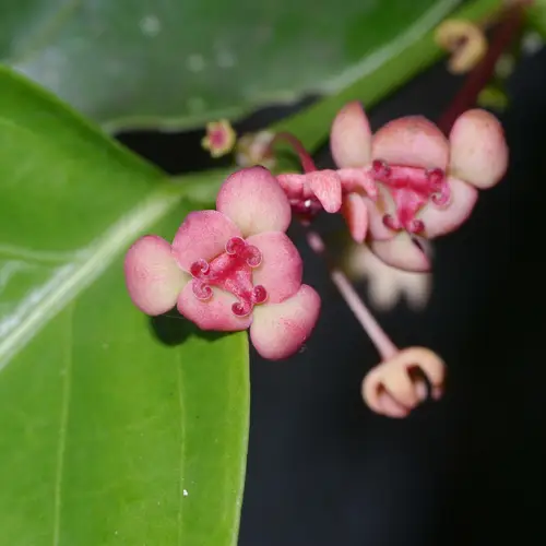 Breynia macrantha