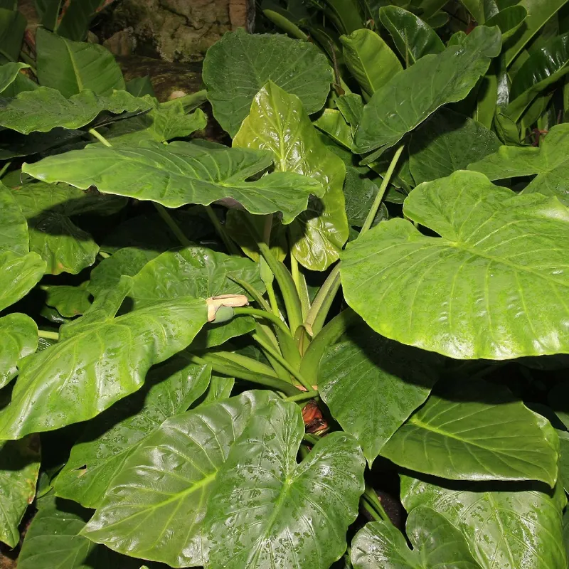 Exploring the Benefits of Hardy elephant ear: Hardy Elephant Ear Perks for  Your Home and Garden