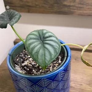 Wie man Alocasia baginda anbaut und pflegt