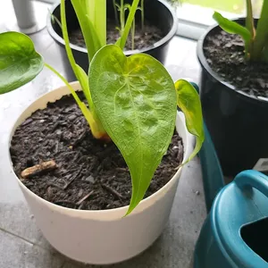 How to Grow and Care for Elephant ear 'Tiny Dancer'