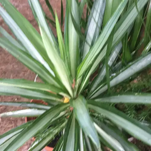 Variegated Spineless Yucca