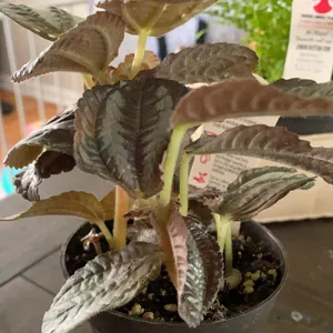 How to Grow and Care for Friendship Plant