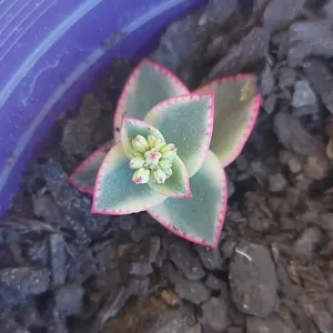euphorbia meloformis variegata pflege Euphorbia meloformis × pulvinata variegata – Hybrid Succulent – Collectors  Online main image 1