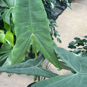 Elephant's ear 'Tigrina Superba' (Alocasia zebrina 'Tigrina Superba') -  PictureThis
