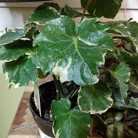 How to identify Dinner plate aralia (Polyscias balfouriana)