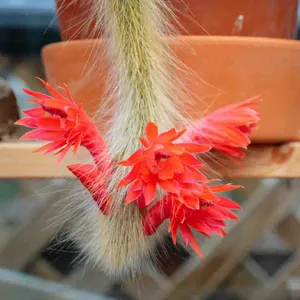 Cleistocactus winteri subsp. colademono - PictureThis