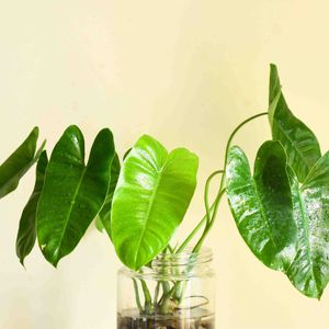 large plastic pot for plants Rattan Kobo Indoor & Outdoor Planter Basket with Plastic Pot