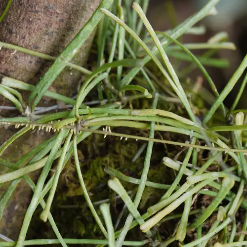 Grass leafed hoya