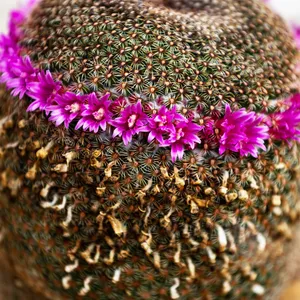 Thumb cactus (Mammillaria matudae) - PictureThis