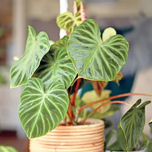 Warty philodendron