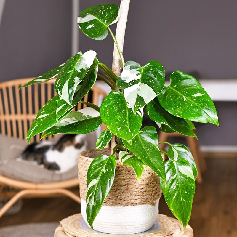 Vorteile des Anbaus von Philodendron 'White Princess': Verschnern Sie Ihr  Zuhause mit dieser aufflligen Zimmerpflanze