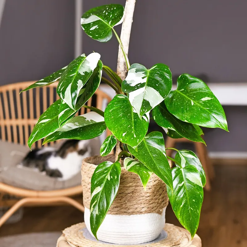 Vorteile des Anbaus von Philodendron 'White Princess': Verschnern Sie Ihr  Zuhause mit dieser aufflligen Zimmerpflanze