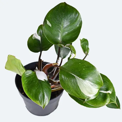 Philodendron White Wizard Plant Care, Planting, Uses - PictureThis