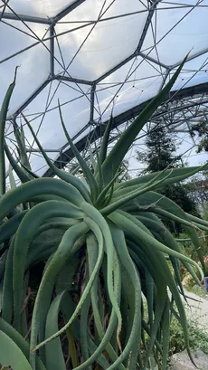 How to Grow and Care for Aloe speciosa
