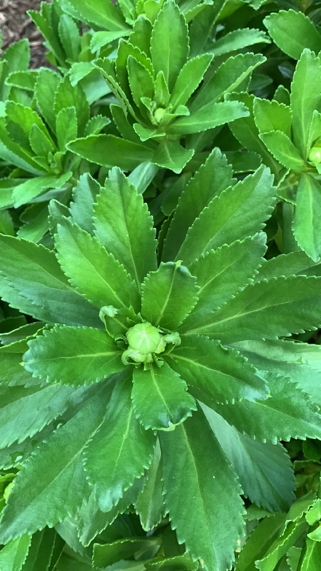 ハマギク（浜菊）の判定方法 (Nipponanthemum nipponicum)