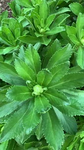 ハマギク（浜菊）の判定方法 (Nipponanthemum nipponicum)