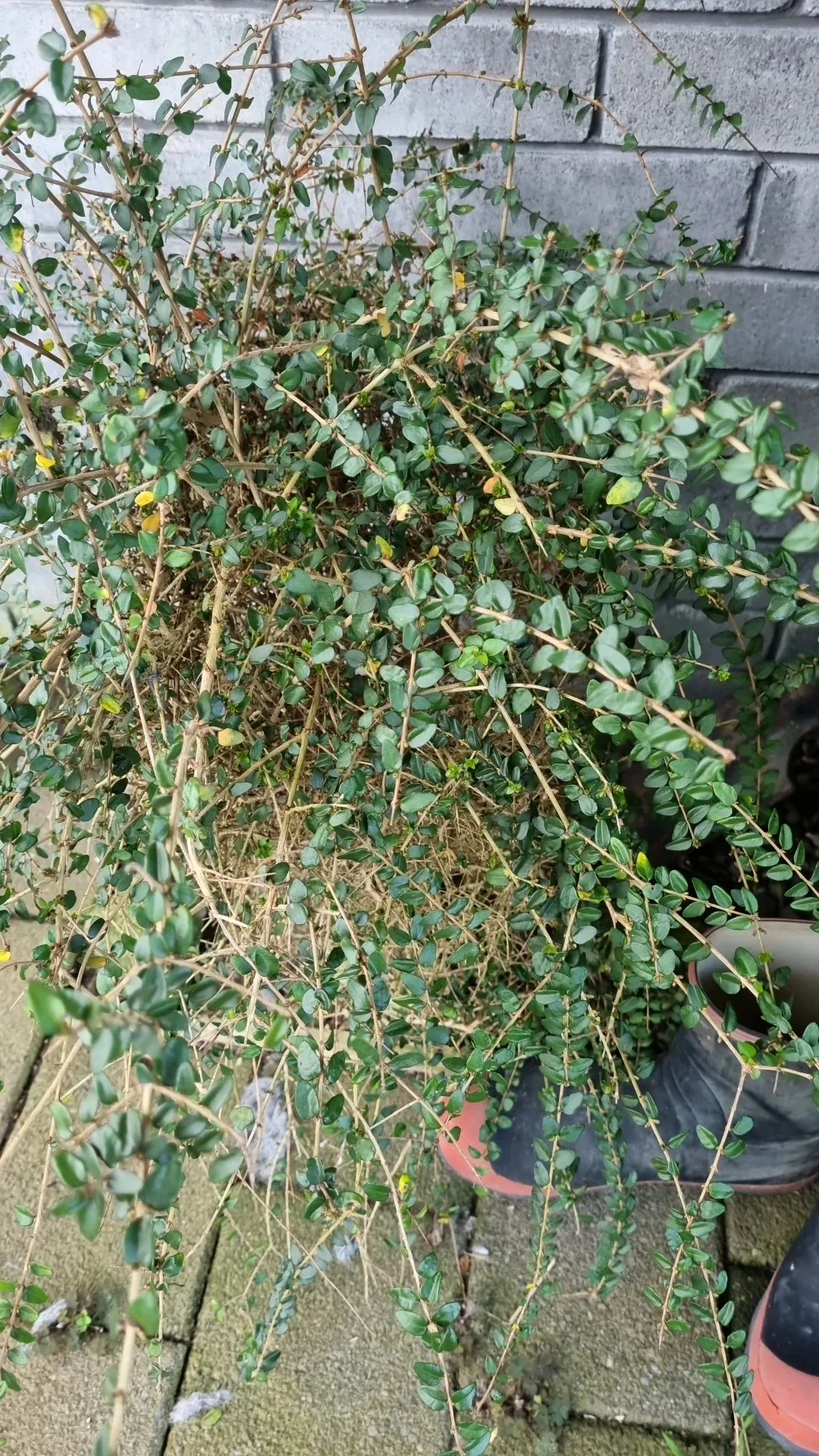 How to identify Boxleaf Honeysuckle (Lonicera ligustrina var. yunnanensis)