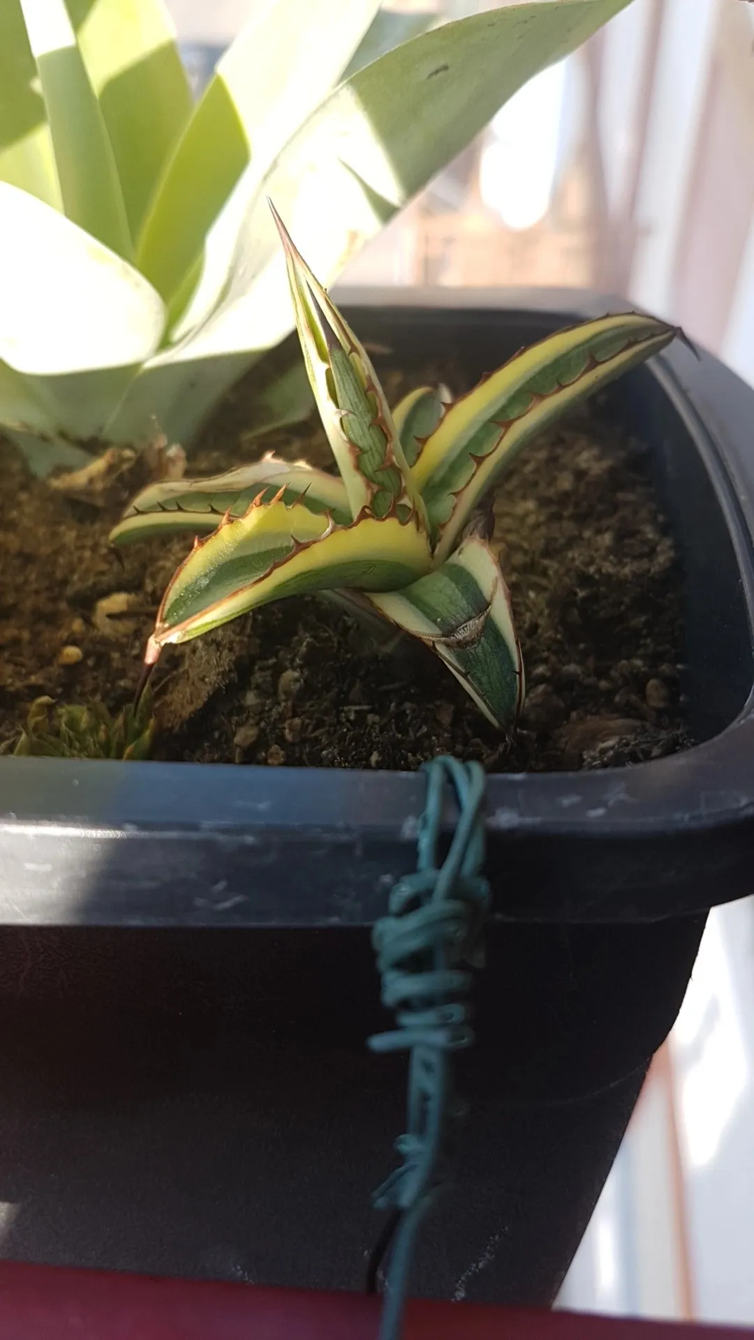 アガベ 'スノー・グロウ'の判定方法 (Agave 'Snow Glow') アガベ 'スノー・グロウ'の判定方法 (Agave 'Snow Glow')