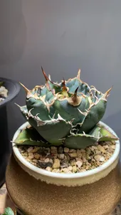 アガベ・チタノタの判定方法 (Agave titanota) アガベ・チタノタの判定方法 (Agave titanota)