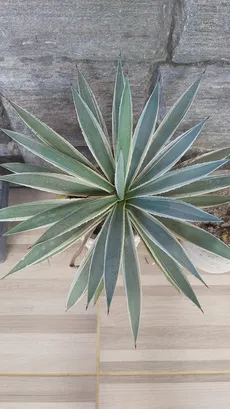 How to Grow and Care for Agave 'Snow Glow'