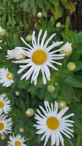 ハマギク（浜菊）の判定方法 (Nipponanthemum nipponicum)