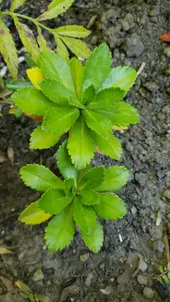 ハマギク（浜菊）の判定方法 (Nipponanthemum nipponicum)