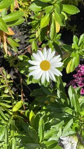 ハマギク（浜菊）の判定方法 (Nipponanthemum nipponicum)