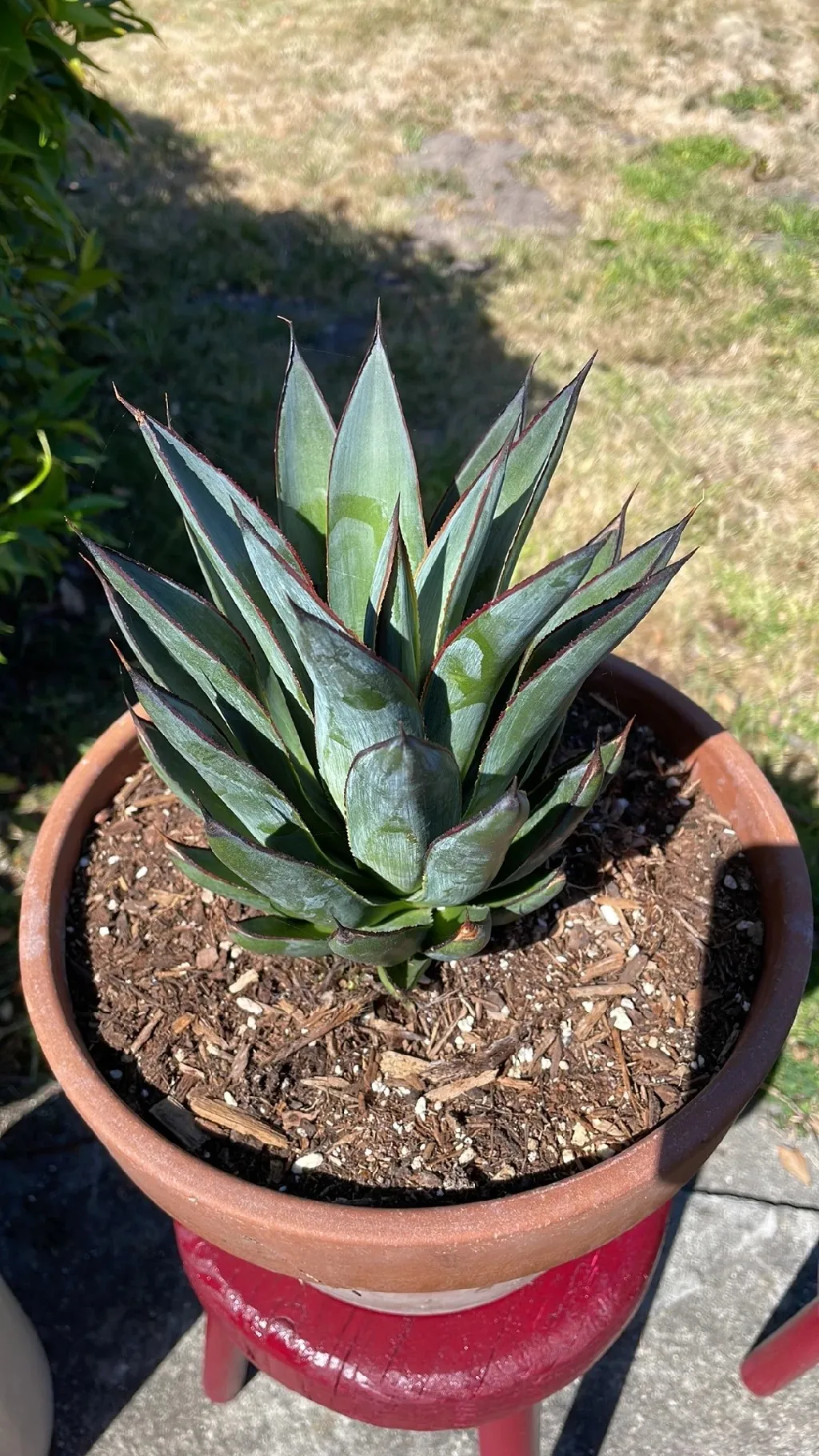 アガベ ブルーグロー 特大株 引き取り限定 アガベ ブルーグロー 特大株 アガベ ブルーグロー 特大株 引き取り限定 アガベ ブルーグロー 特大株