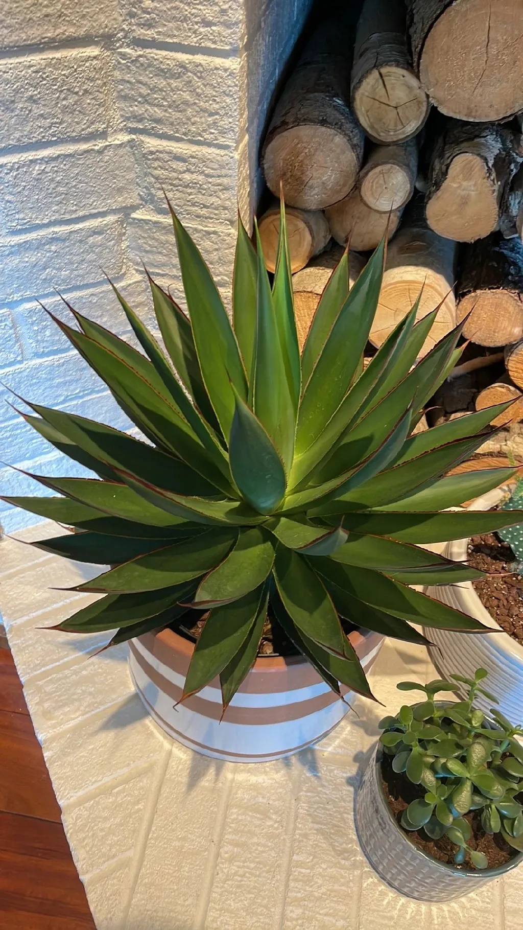 アガベ'ブルーグロー'の判定方法 (Agave 'Blue Glow')