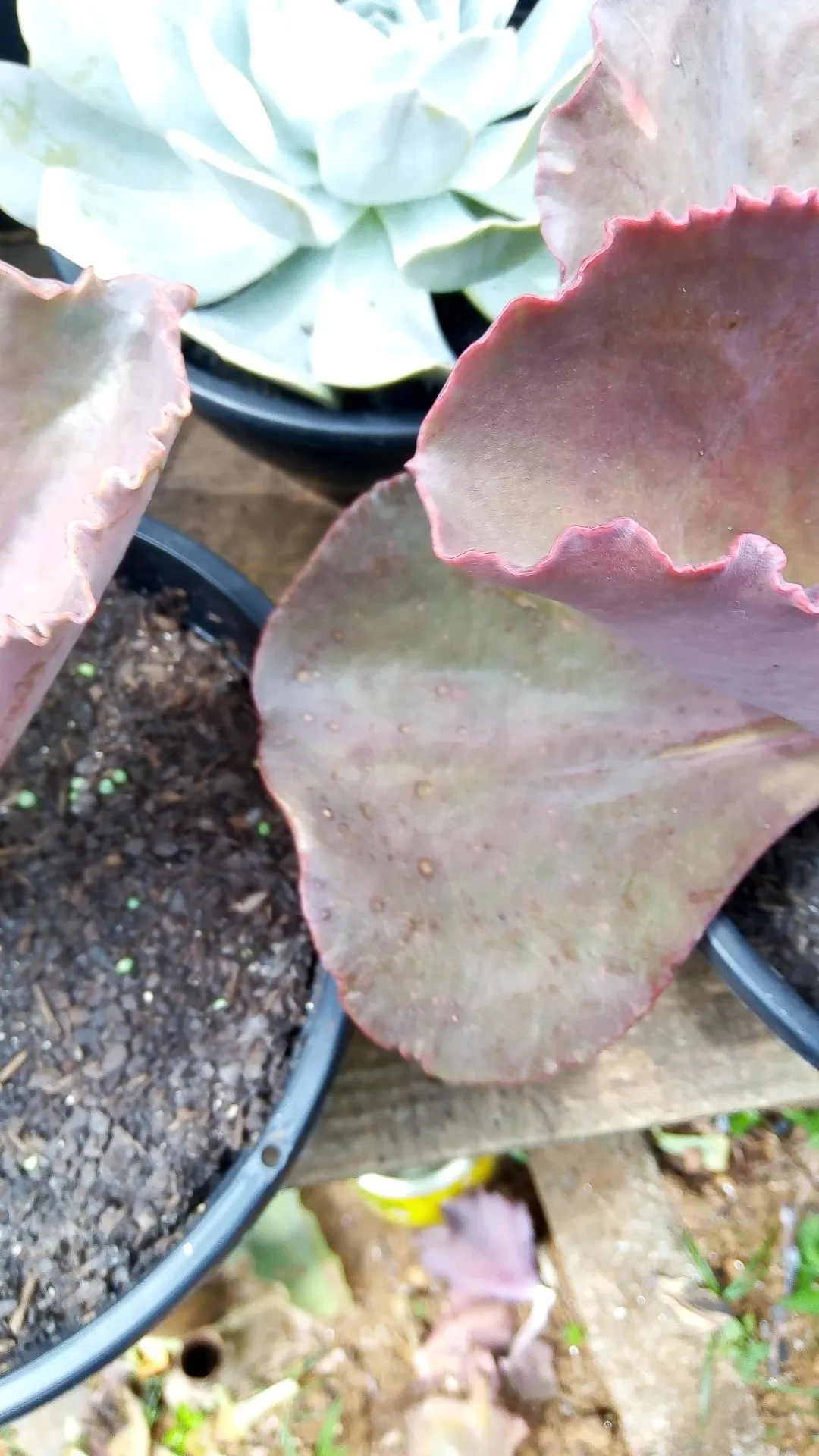 エケベリア 'ゾロ'の判定方法 (Echeveria 'Zorro')